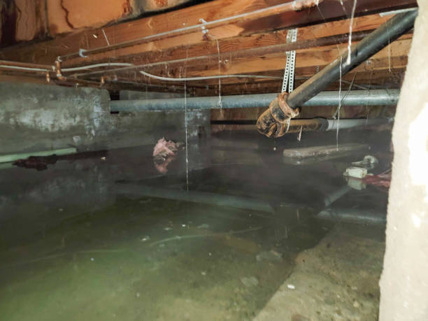 Best Water damage restoration company  in Encantada Ranchito El Calaboz, TX