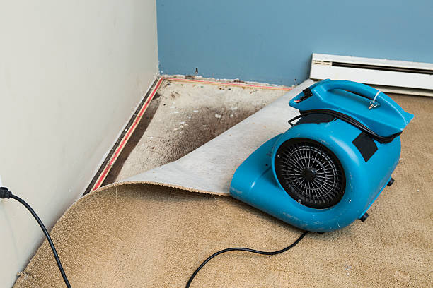Best Basement water damage restoration  in Encantada Ranchito El Calaboz, TX